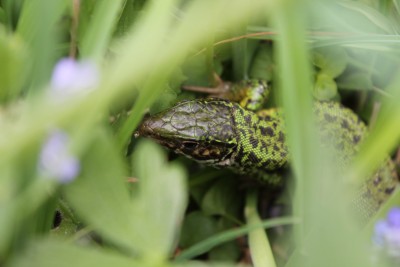 Lacerta viridis